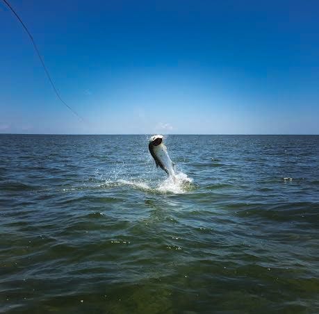A tarpon jumping out of the water in Homosassa