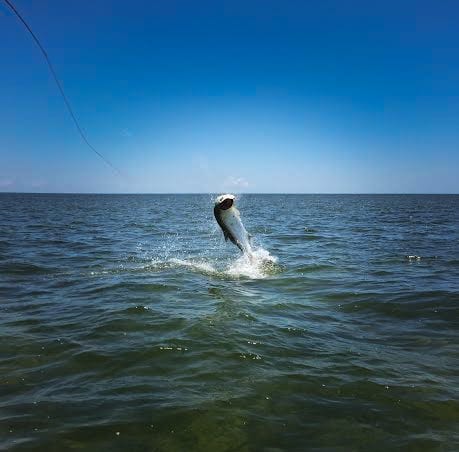 Homosassa Tarpon Fishing A tarpon jumping out of the water in Homosassa