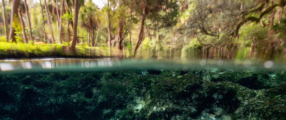 Homosassa Springs Fishing