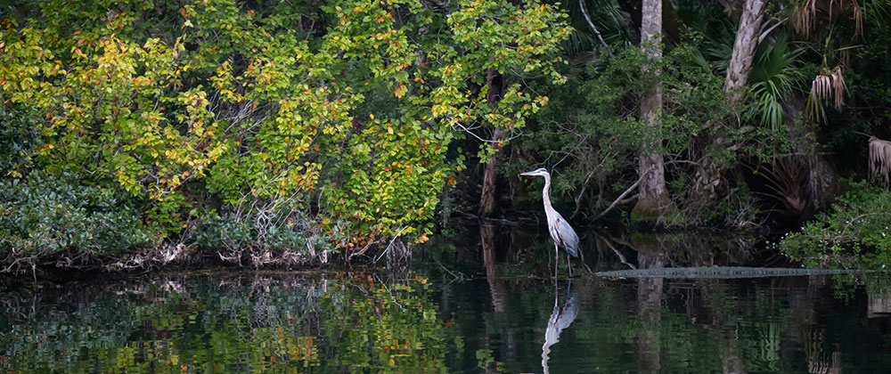 Fishing on the Chassahowitzka River