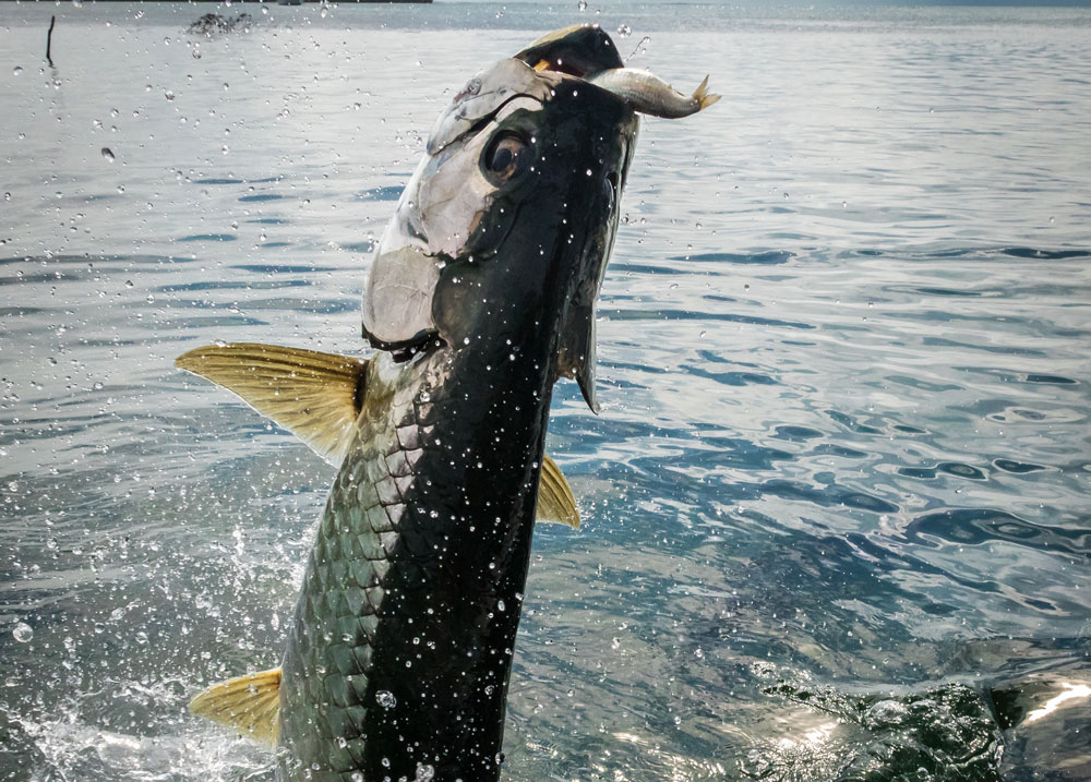 Florida tarpon fishing