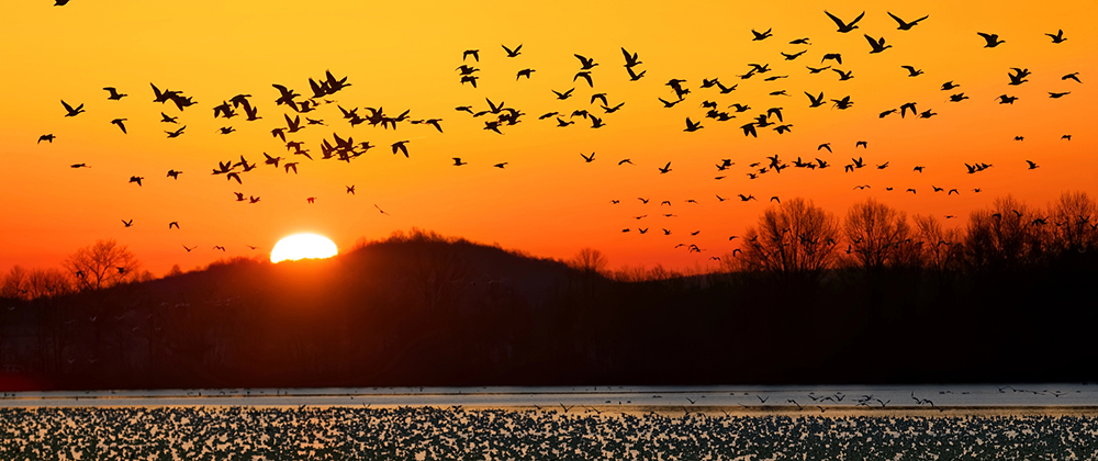 Florida-2026-Waterfowl-Season Florida 2026 Waterfowl Season