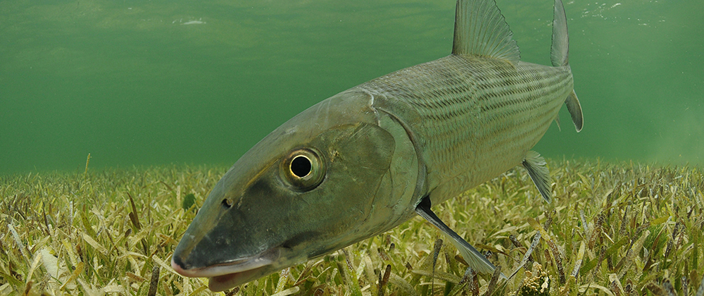 Homosassa flats fishing